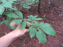 Carya carolinae-septentrionalis