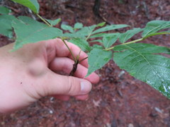 Carya carolinae-septentrionalis