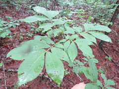 Carya carolinae-septentrionalis