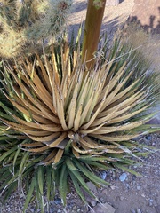 Agave utahensis