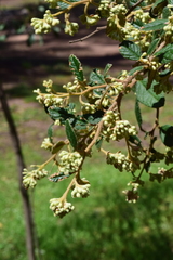 Pomaderris prunifolia