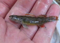 Etheostoma artesiae