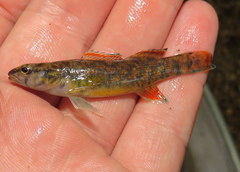 Etheostoma artesiae