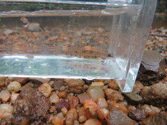 Etheostoma stigmaeum