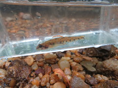 Etheostoma stigmaeum