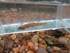 Etheostoma stigmaeum