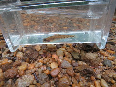 Etheostoma stigmaeum