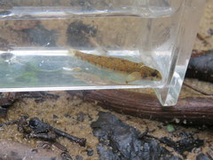 Etheostoma stigmaeum