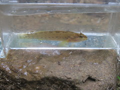 Etheostoma artesiae