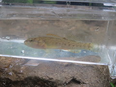Etheostoma artesiae