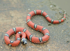 Atlantic Central American Milksnake photo 2