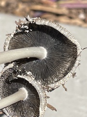 Coprinopsis