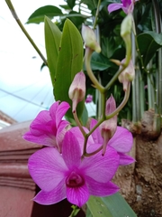 Dendrobium bigibbum