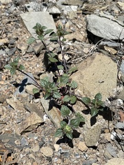 Acanthomintha lanceolata