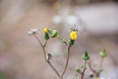 Pilosella caespitosa