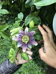 Passiflora alata × caerulea