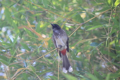 Pycnonotus