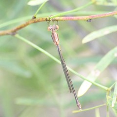 Lestes alacer