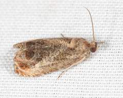 Olethreutes hamameliana