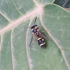 Paraleptomenes miniatus