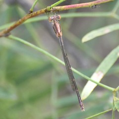 Lestes alacer