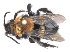 Melecta pacifica