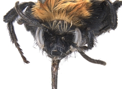 Melecta pacifica