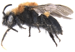 Melecta pacifica