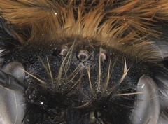 Melecta pacifica