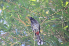 Pycnonotus
