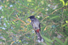 Pycnonotus