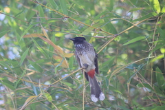 Pycnonotus