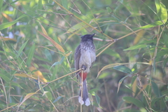 Pycnonotus