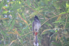 Pycnonotus