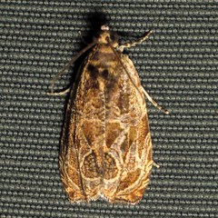 Olethreutes furfuranum