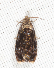 Olethreutes albiciliana