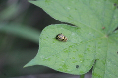 Deloyala guttata