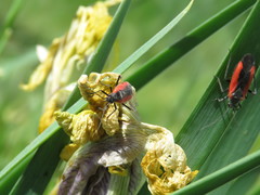 Dionconotus neglectus