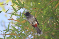 Pycnonotus