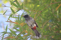 Pycnonotus