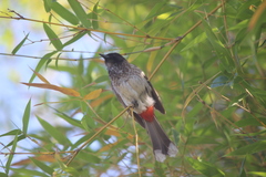 Pycnonotus
