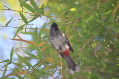 Pycnonotus