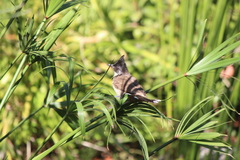 Pycnonotus