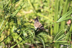 Pycnonotus