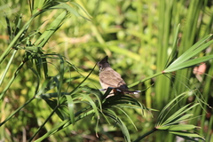 Pycnonotus