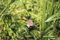 Pycnonotus