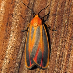 Hypoprepia miniata