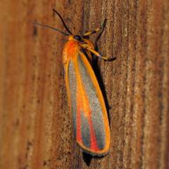 Hypoprepia miniata