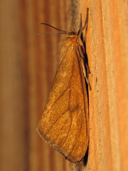 Virbia opella