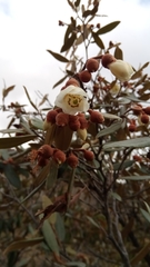 Sarcolaena oblongifolia